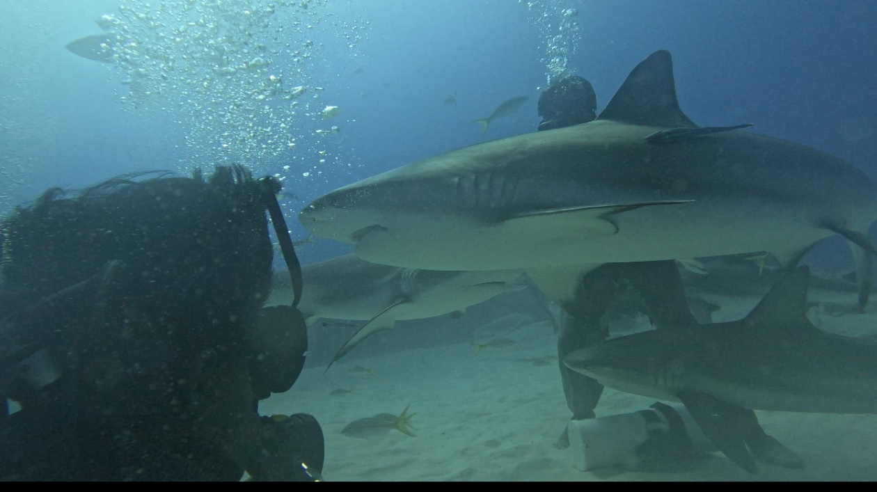 Shark from a deep shore dive